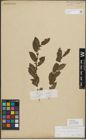 Foto von Salix myrsinifolia Salisb.